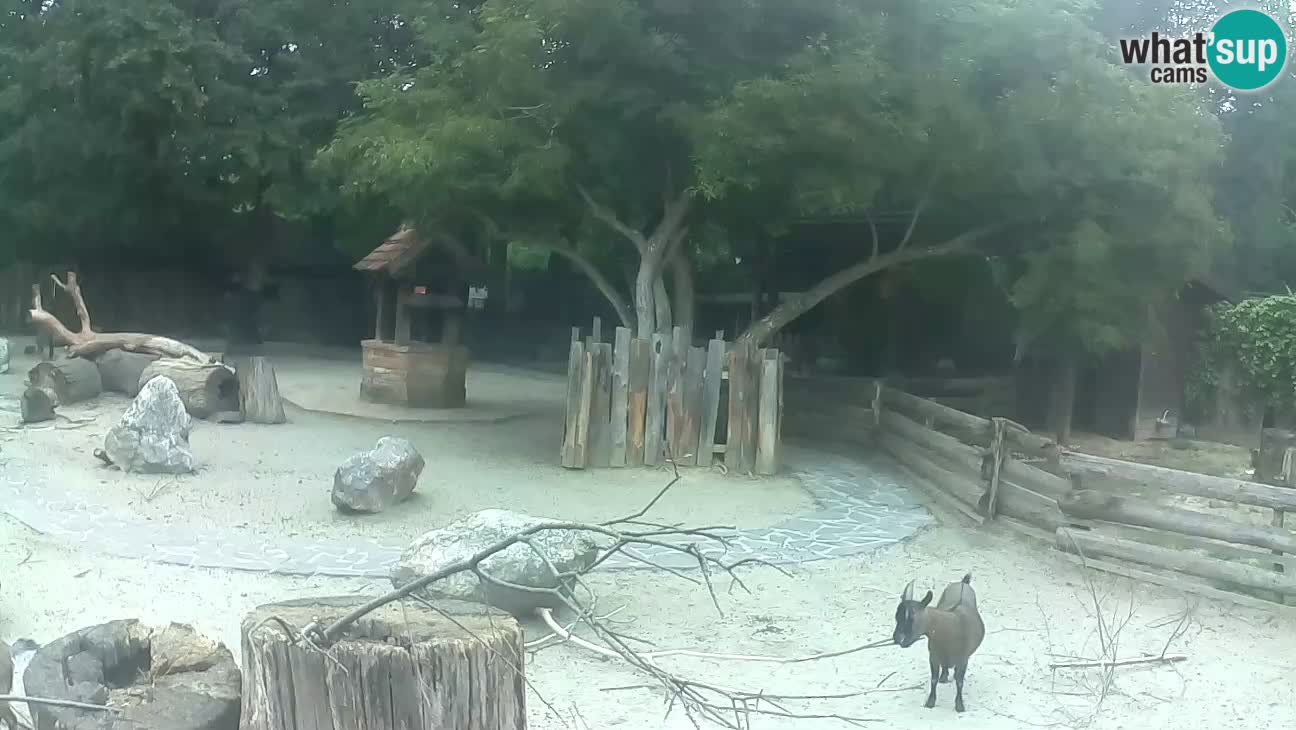 Zoo Zagreb – Haubenkapuziner