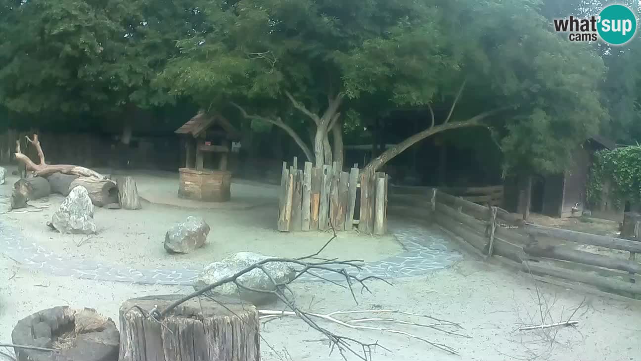 Zoo Zagreb – Brown Capuchin