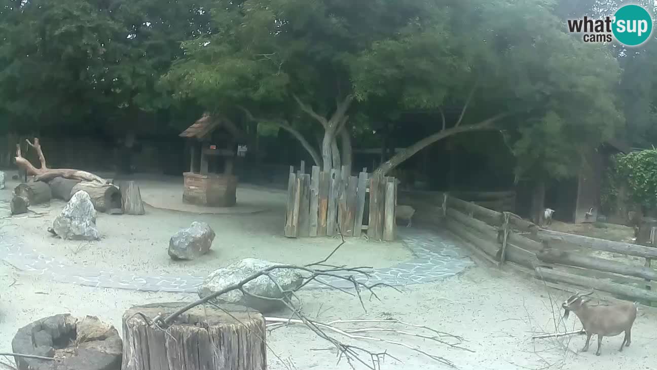 Zoo Zagreb – Cebus apella