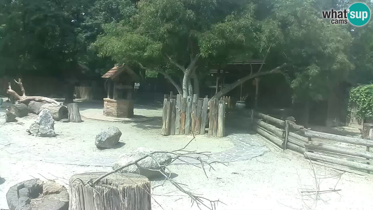 Zoo Zagreb – Brown Capuchin