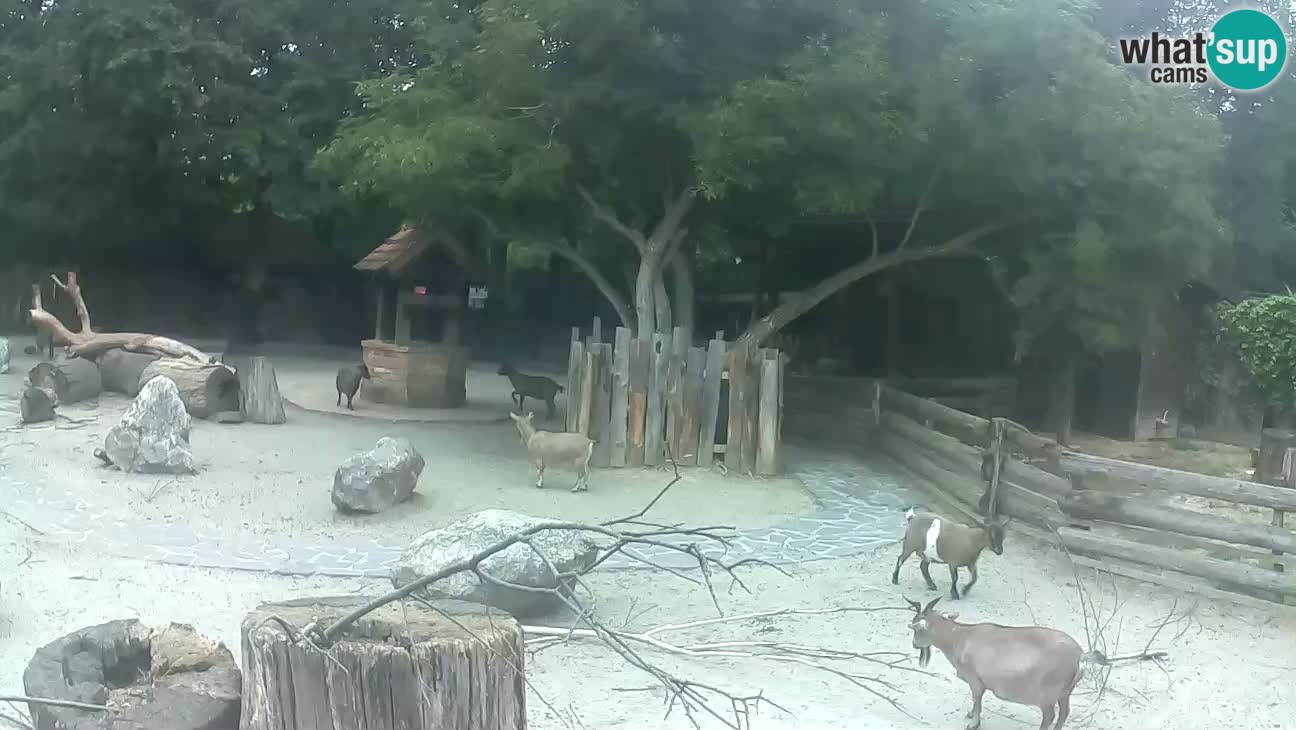 Zoo Zagreb – Brown Capuchin