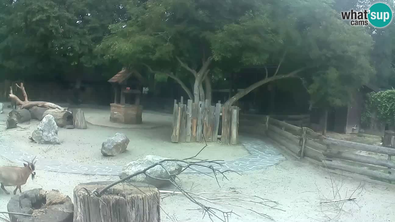 Zoo Zagreb – Haubenkapuziner