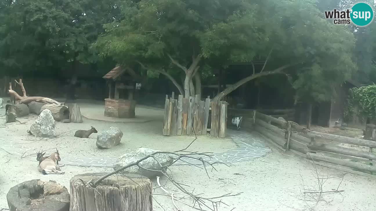 Zoo Zagreb – Rjava kapucinka