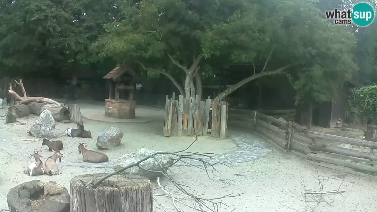 Zoo Zagreb – Brown Capuchin