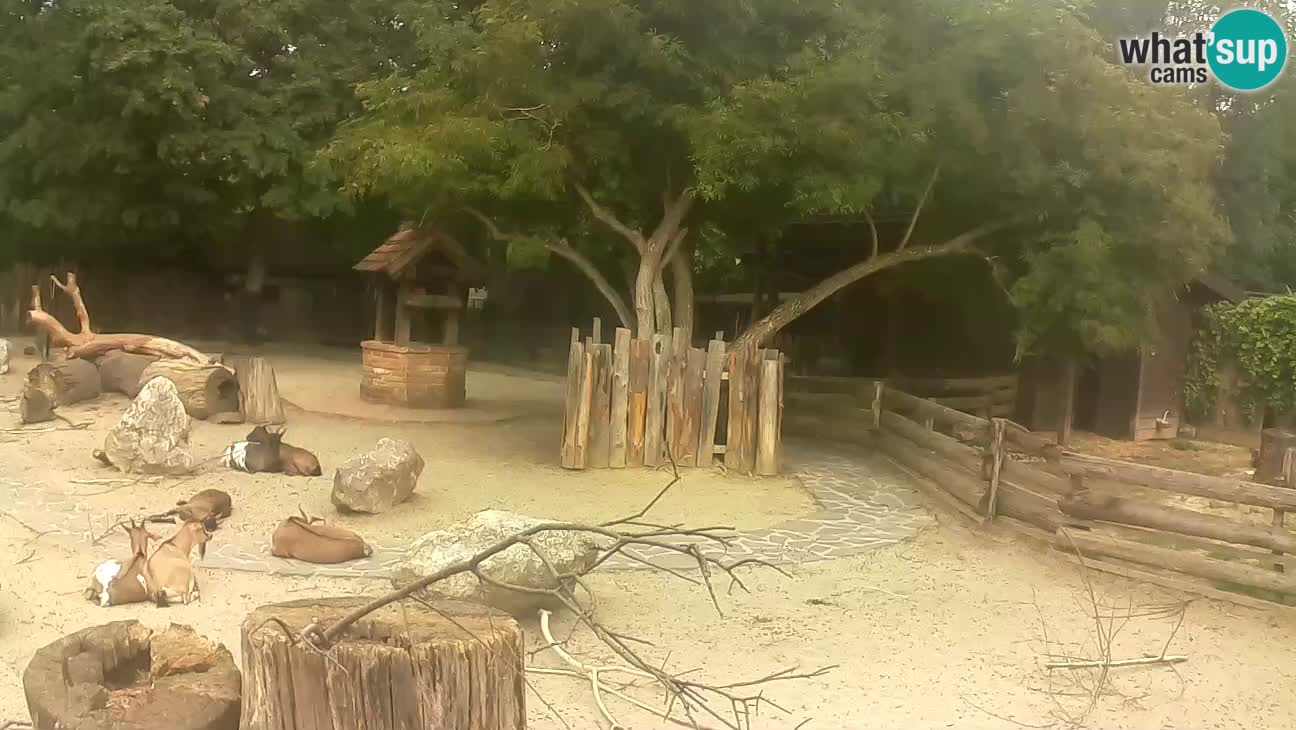 Zoo Zagreb – Brown Capuchin
