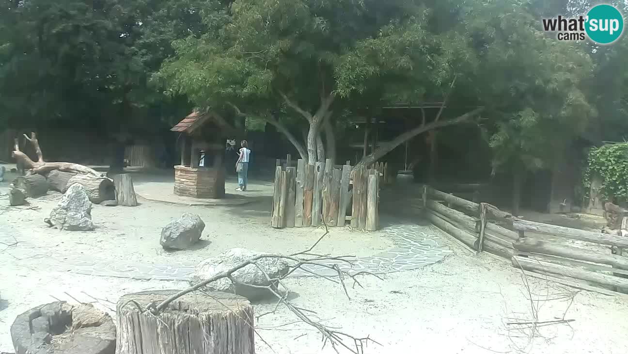Zoo Zagreb – Haubenkapuziner