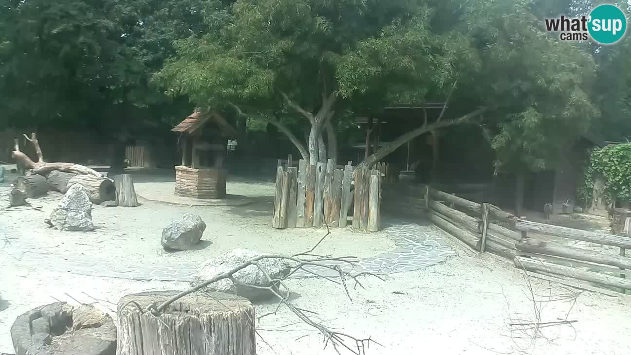 Zoo Zagreb –  Mono maicero
