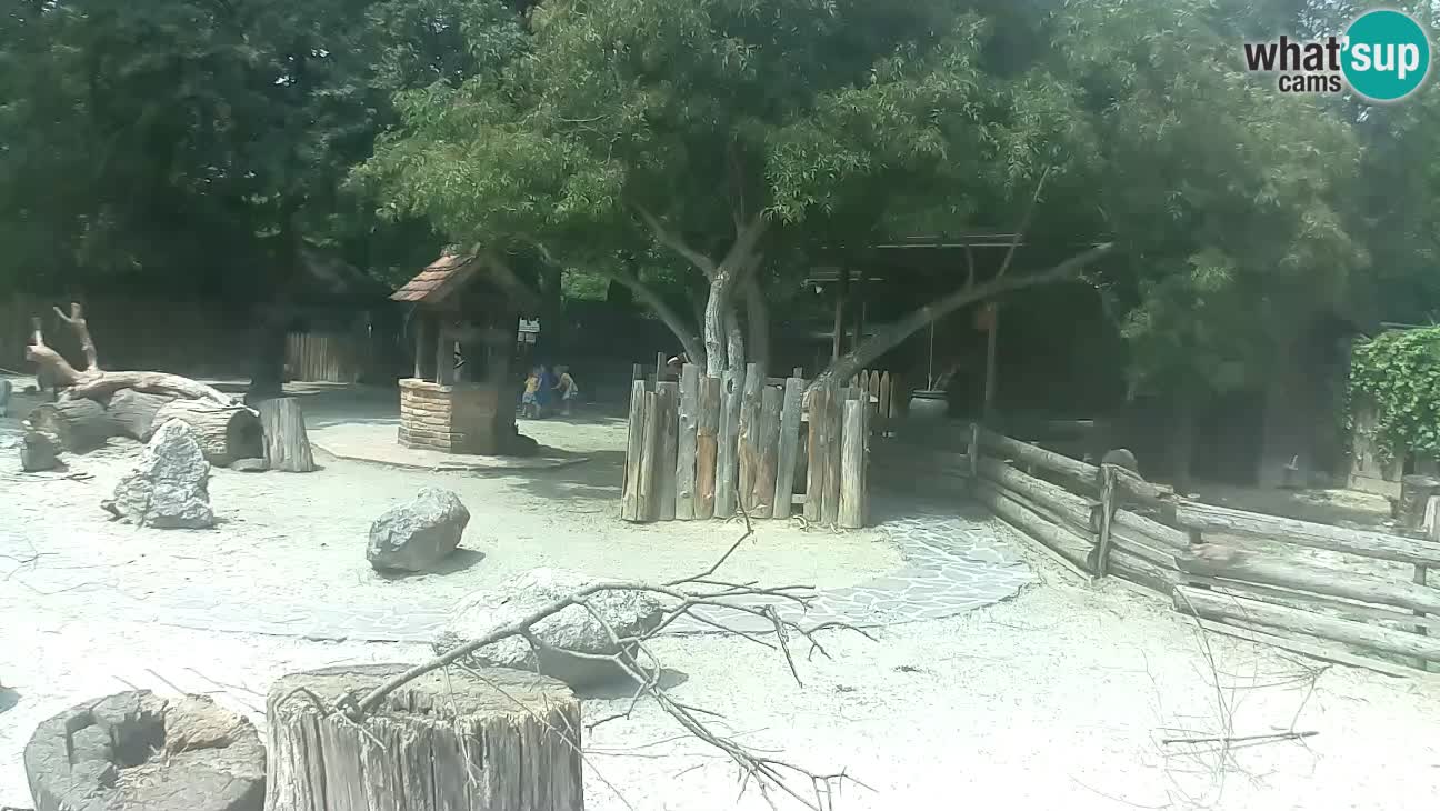 Zoo Zagreb – Brown Capuchin