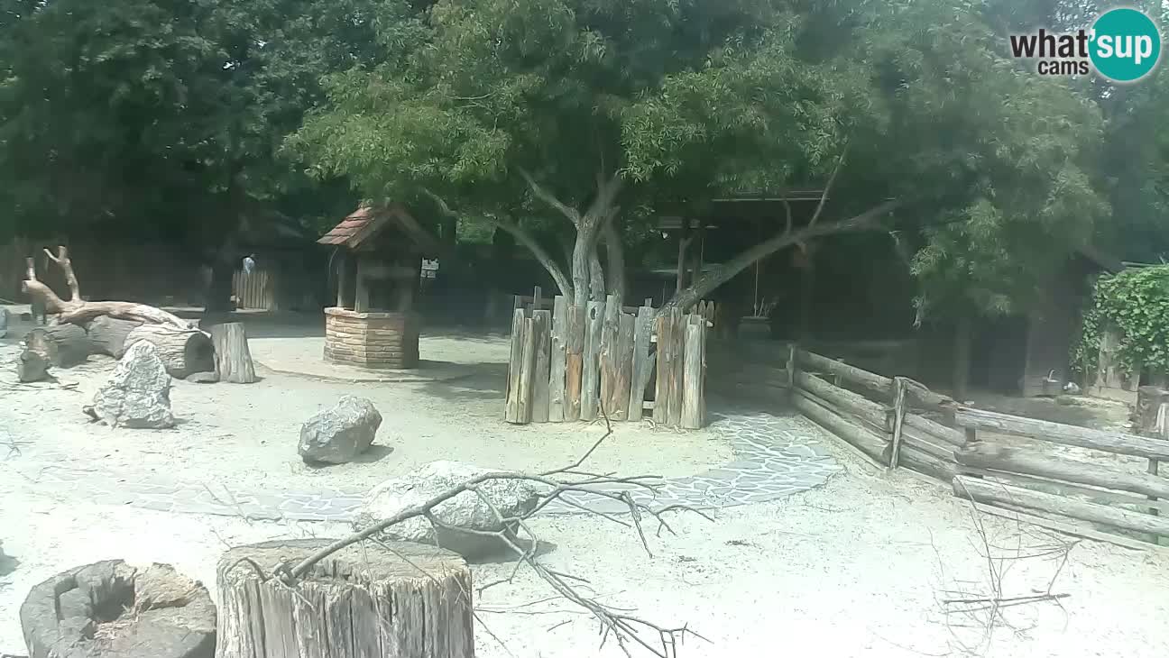 Zoo Zagreb –  Mono maicero