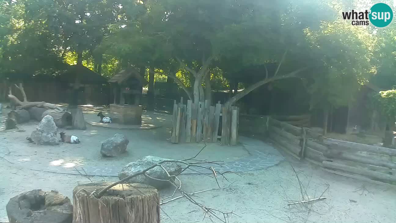 Zoo Zagreb – Cebus apella