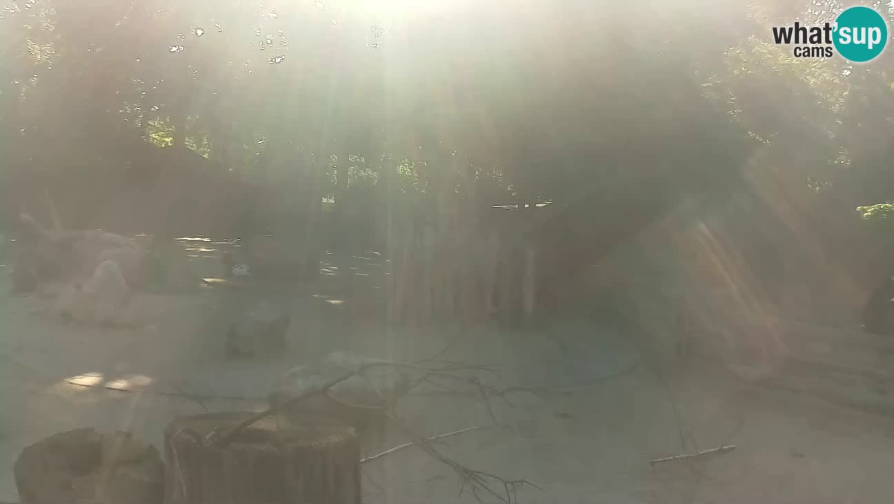 Zoo Zagreb – Brown Capuchin