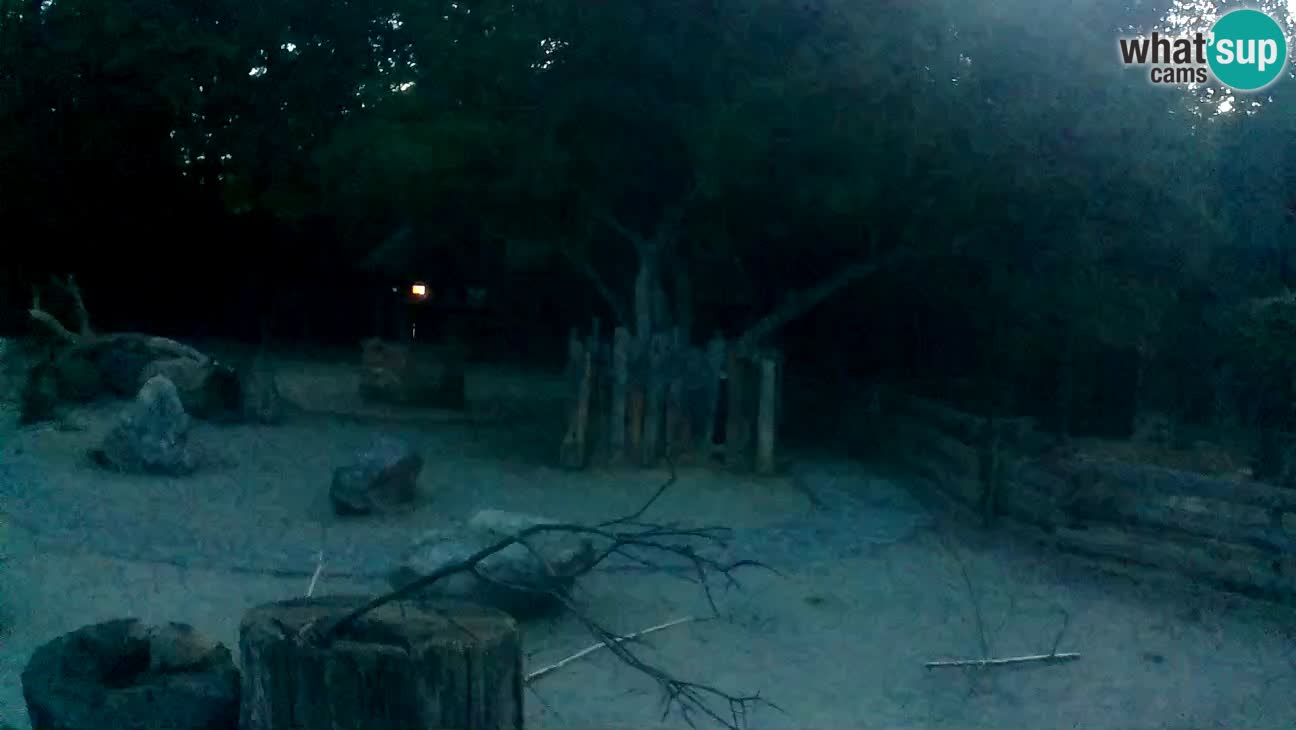 Zoo Zagreb – Cebo dai cornetti