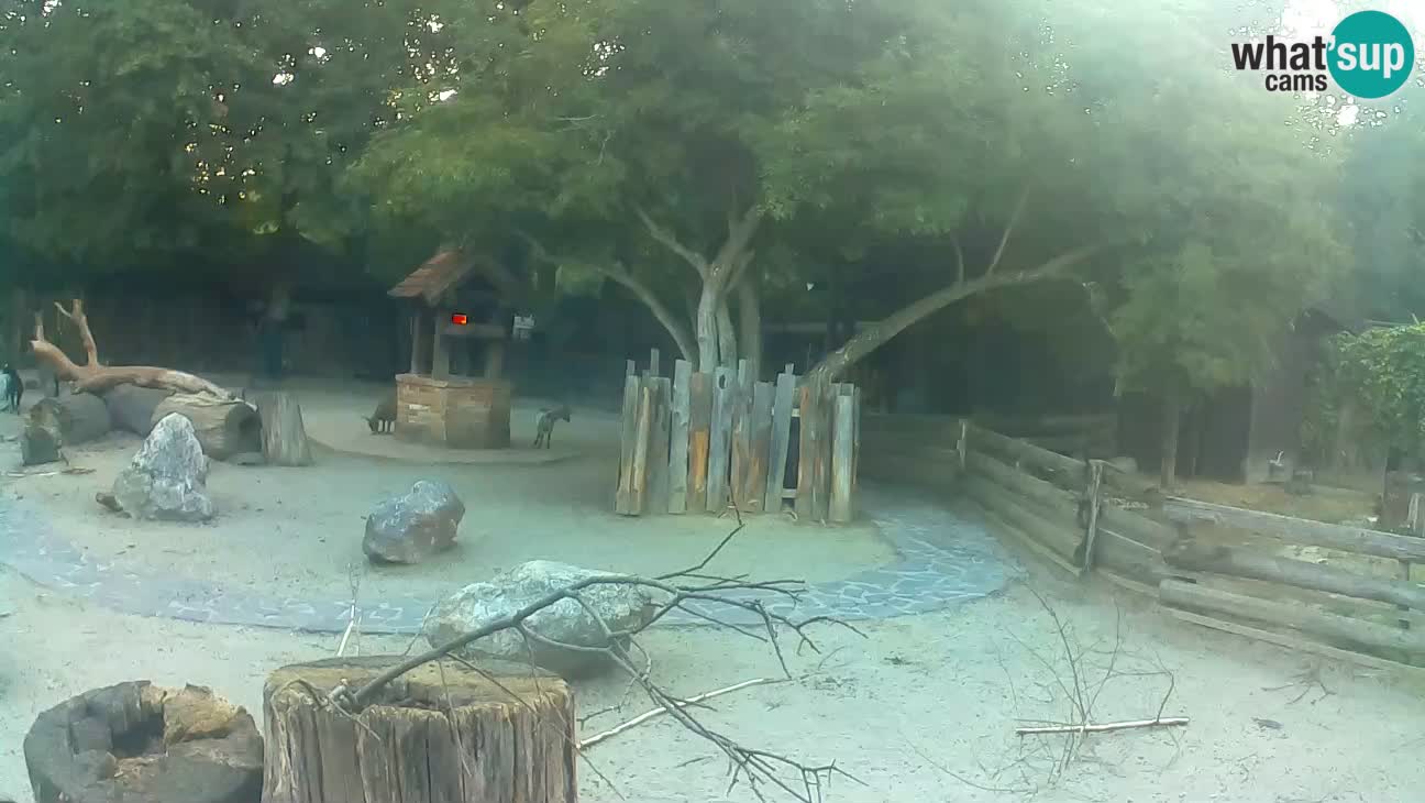 Zoo Zagreb – Haubenkapuziner