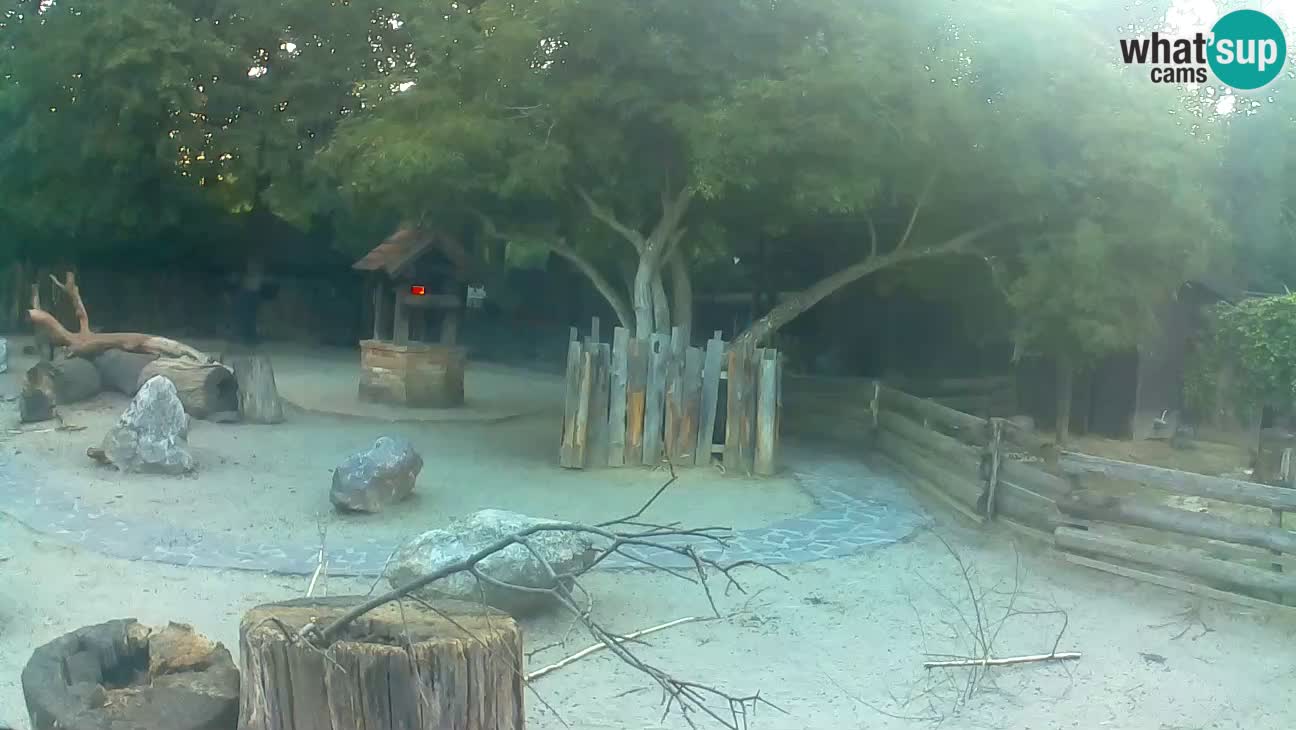 Zoo Zagreb – Brown Capuchin