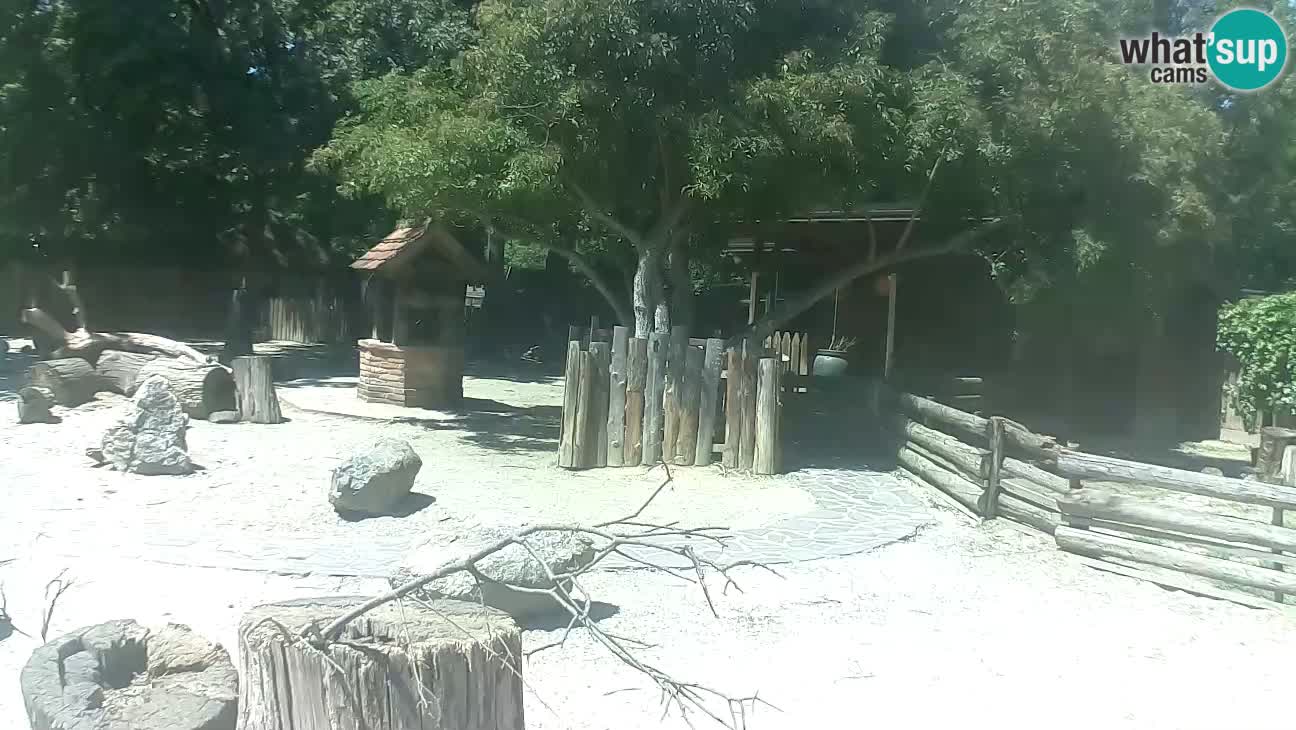 Zoo Zagreb – Brown Capuchin