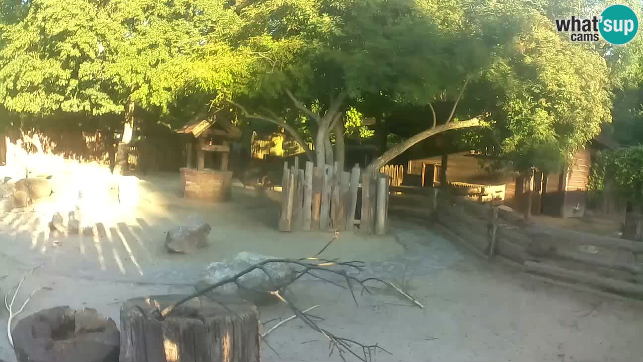 Zoo Zagreb – Brown Capuchin