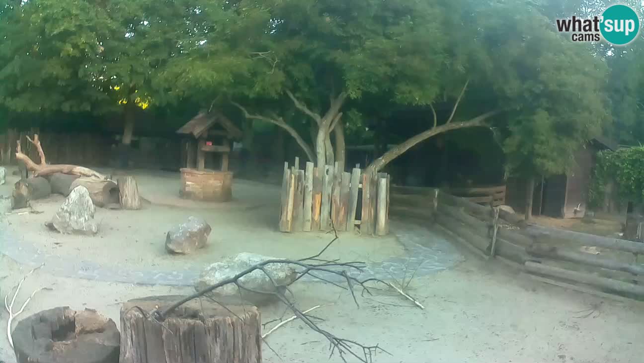 Zoo Zagreb – Brown Capuchin