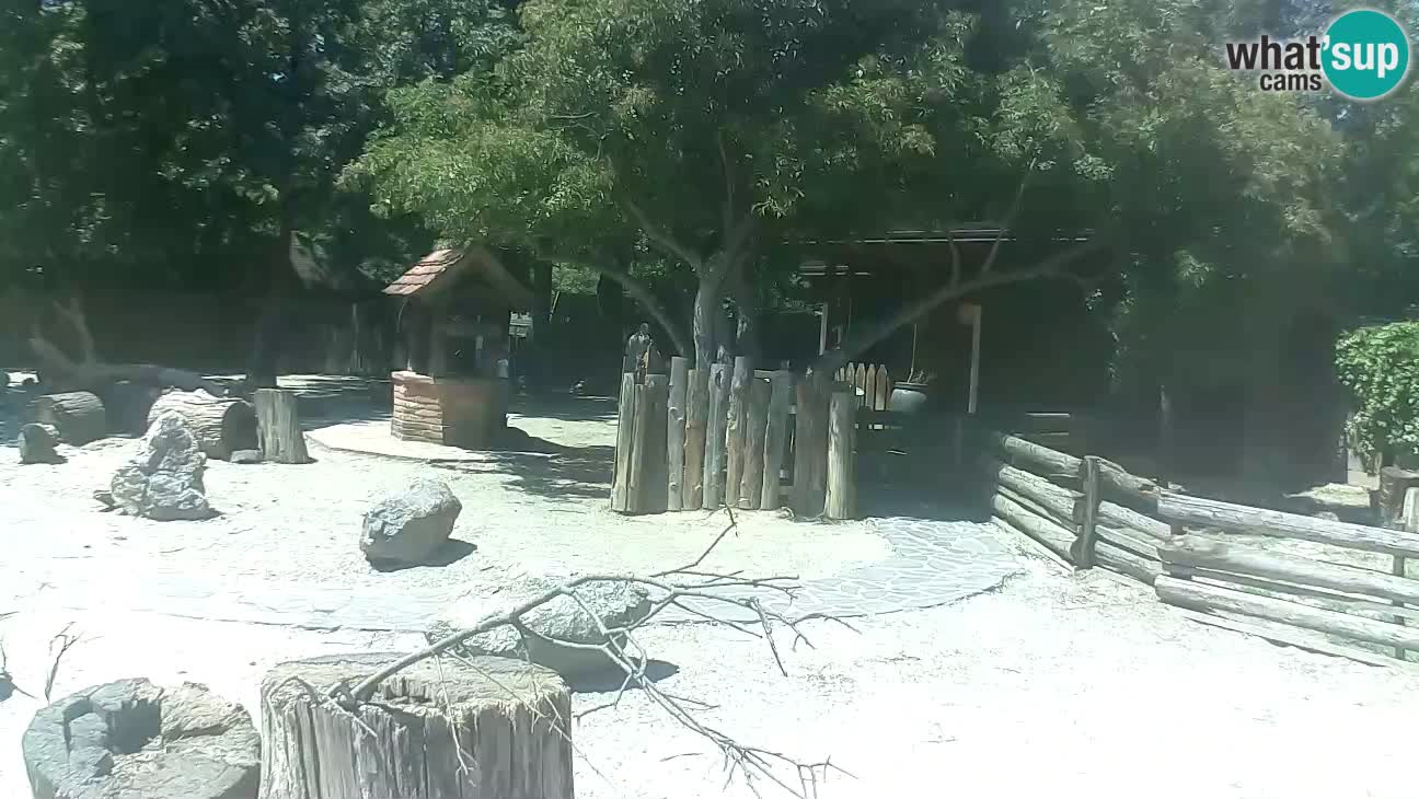 Zoo Zagreb – Haubenkapuziner