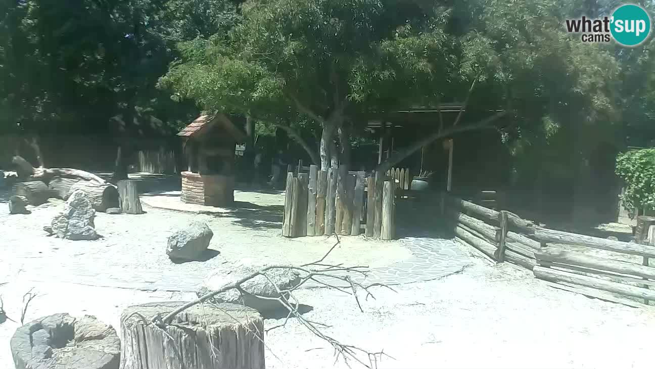Zoo Zagreb – Haubenkapuziner