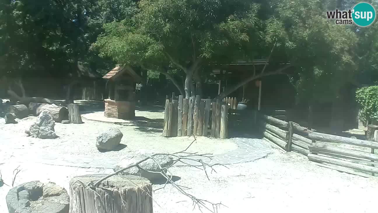 Zoo Zagreb – Haubenkapuziner