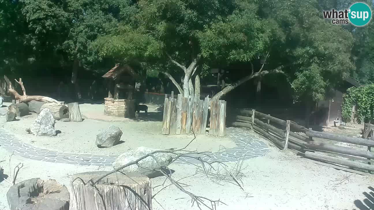 Zoo Zagreb – Rjava kapucinka