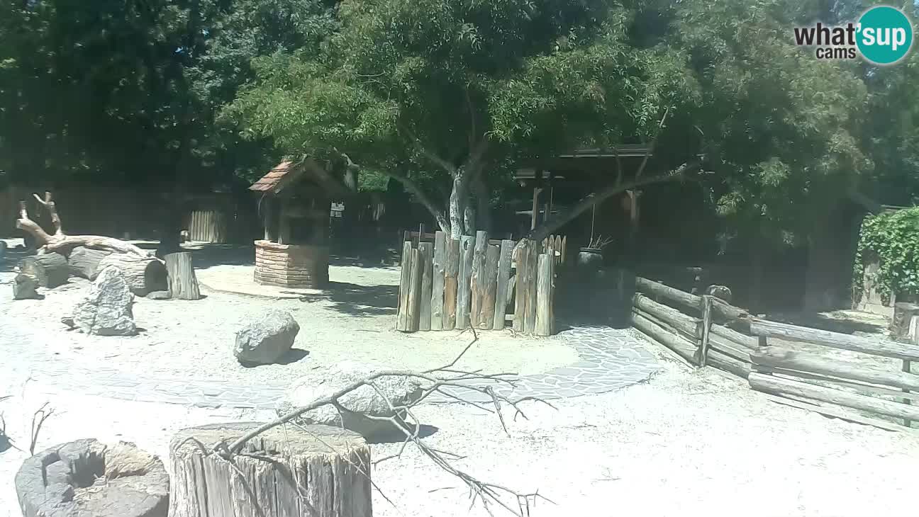 Zoo Zagreb – Brown Capuchin