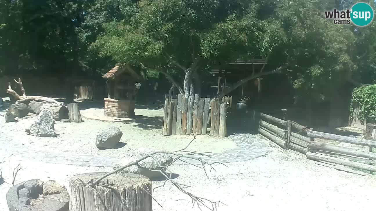 Zoo Zagreb – Brown Capuchin