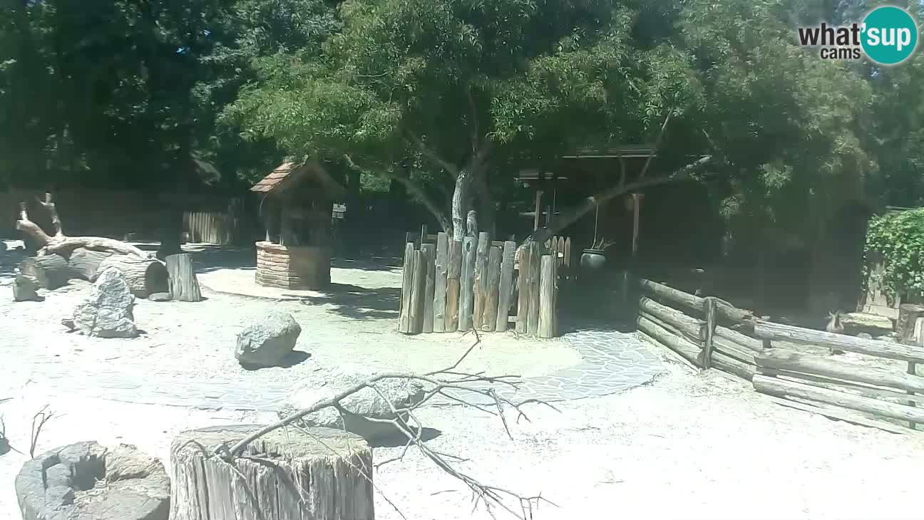 Zoo Zagreb – Cebus apella