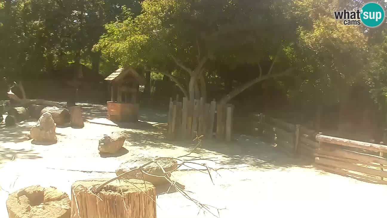 Zoo Zagreb – Brown Capuchin
