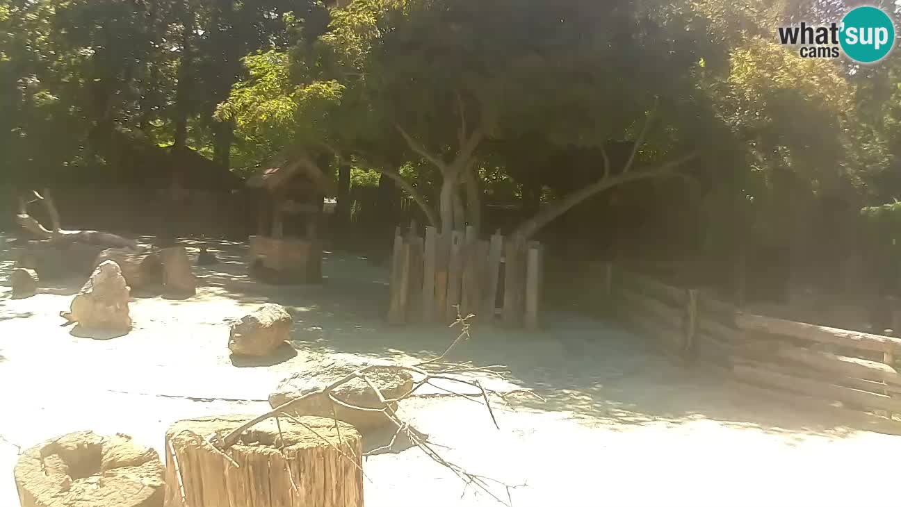 Zoo Zagreb – Rjava kapucinka