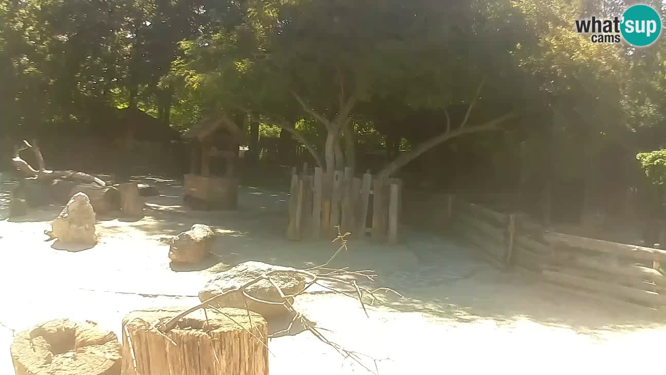 Zoo Zagreb – Brown Capuchin