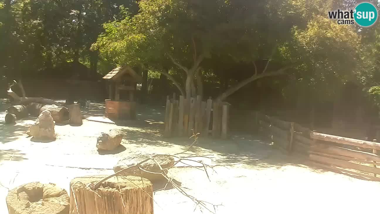 Zoo Zagreb – Brown Capuchin