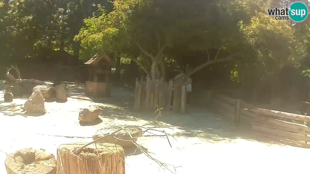Zoo Zagreb – Cebo dai cornetti