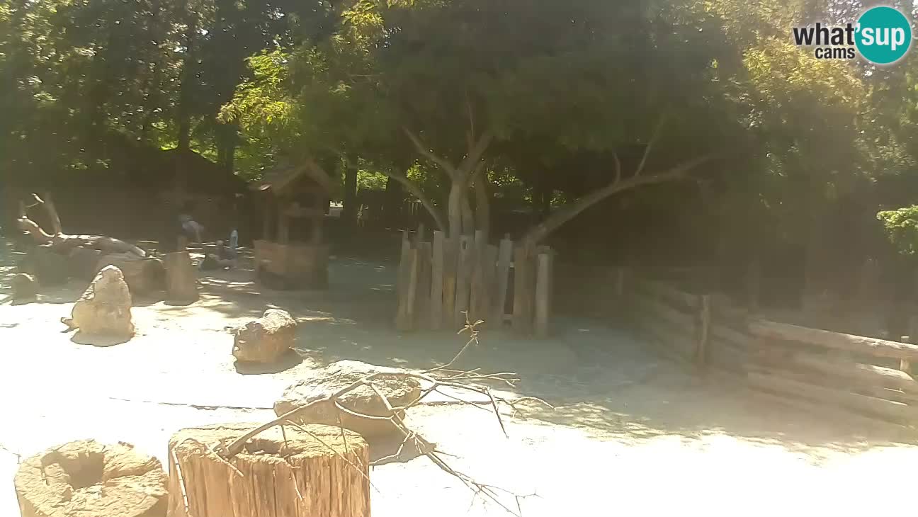 Zoo Zagreb – Haubenkapuziner