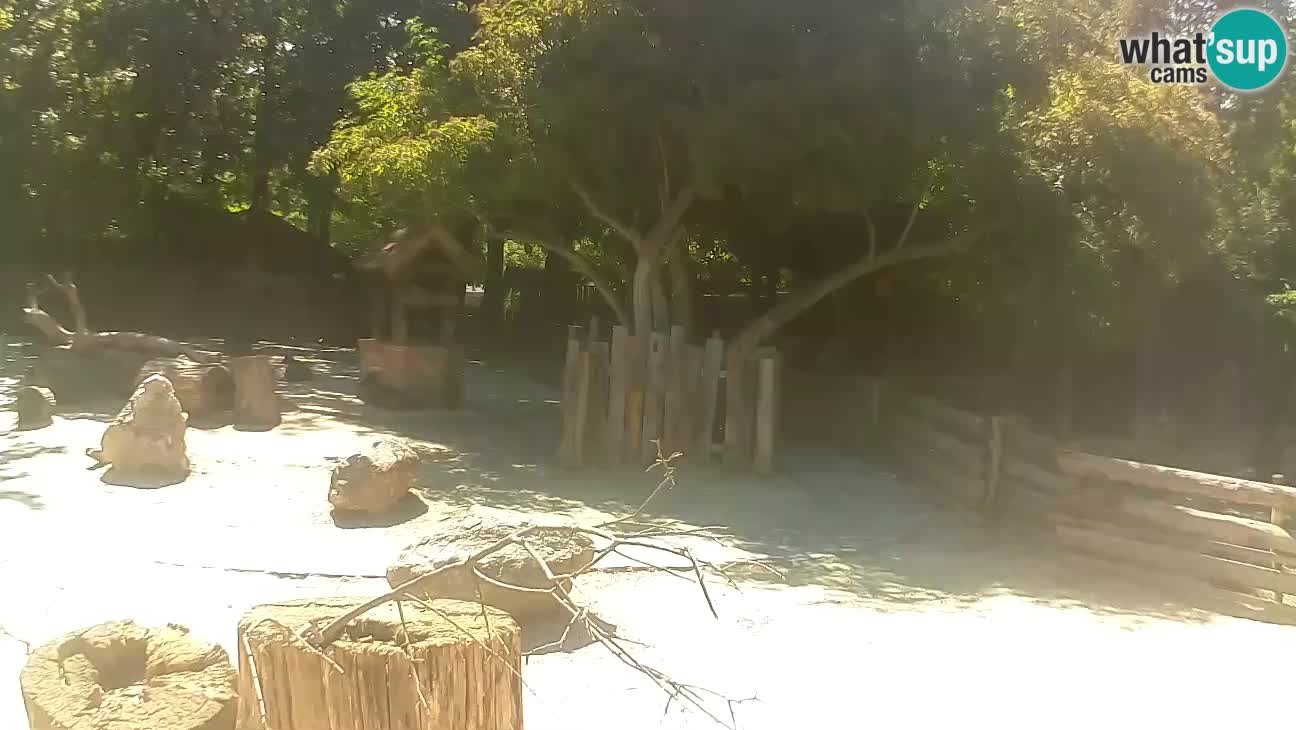Zoo Zagreb – Brown Capuchin