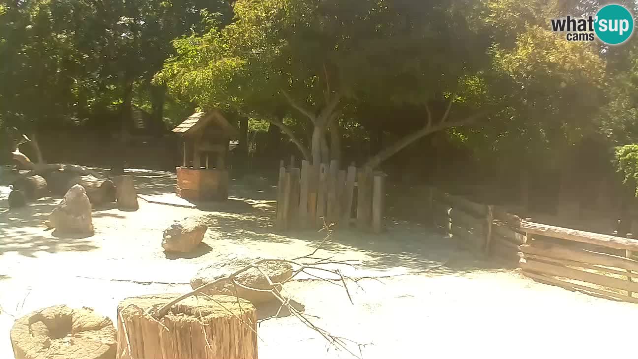 Zoo Zagreb – Brown Capuchin