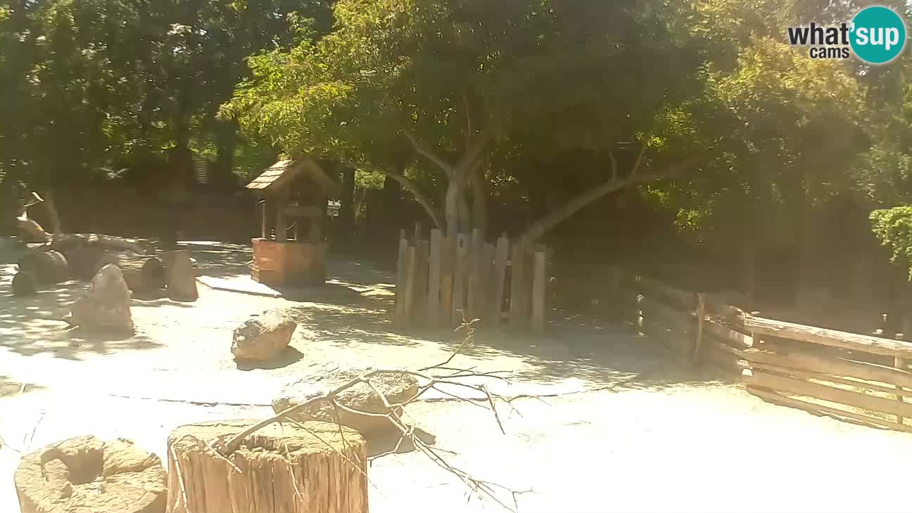 Zoo Zagreb – Haubenkapuziner