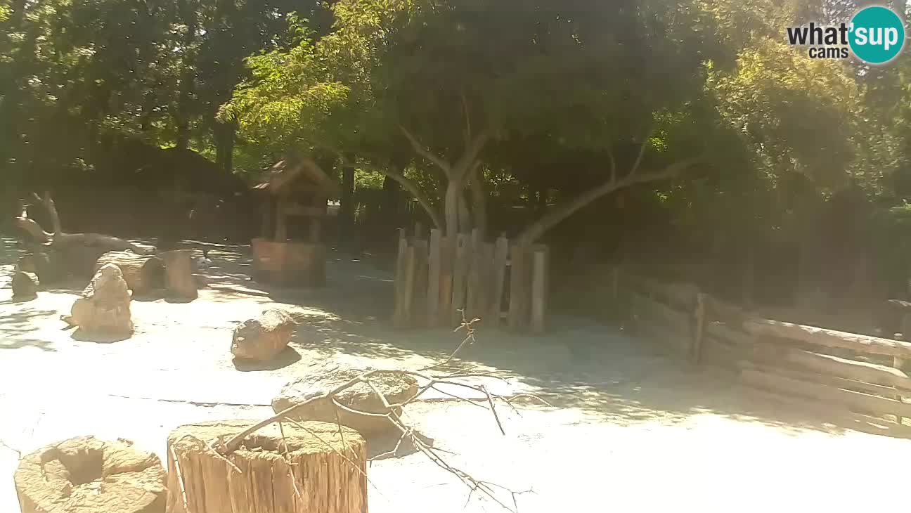 Zoo Zagreb – Cebo dai cornetti