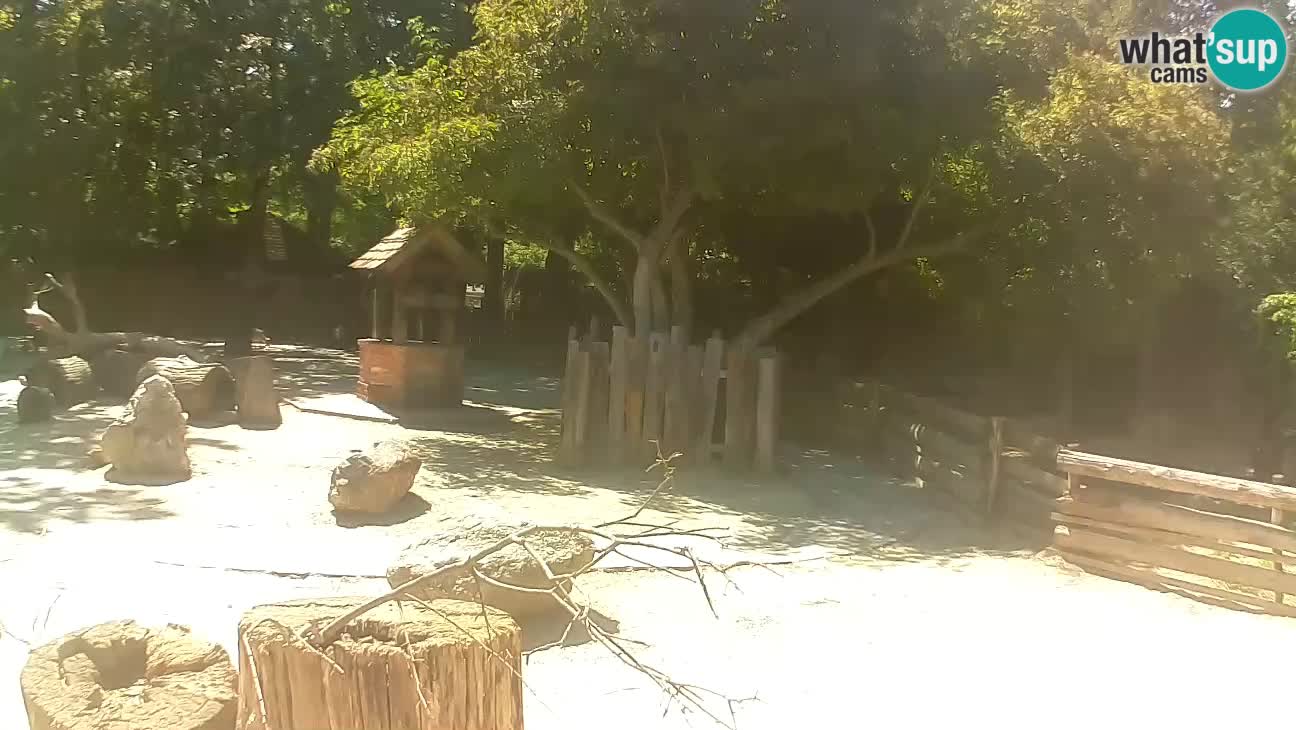 Zoo Zagreb – Brown Capuchin