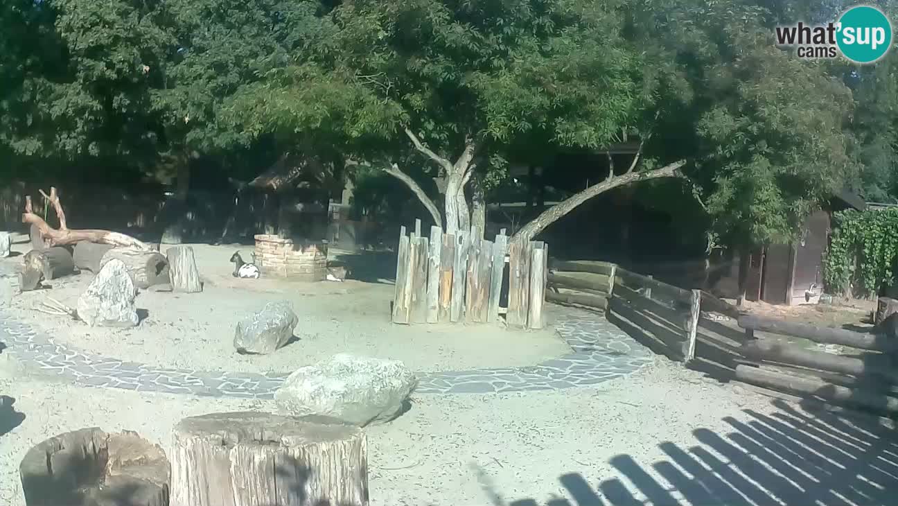 Zoo Zagreb – Brown Capuchin