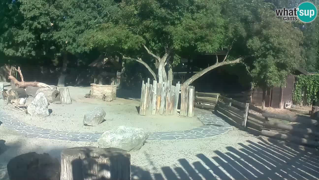 Zoo Zagreb – Cebo dai cornetti