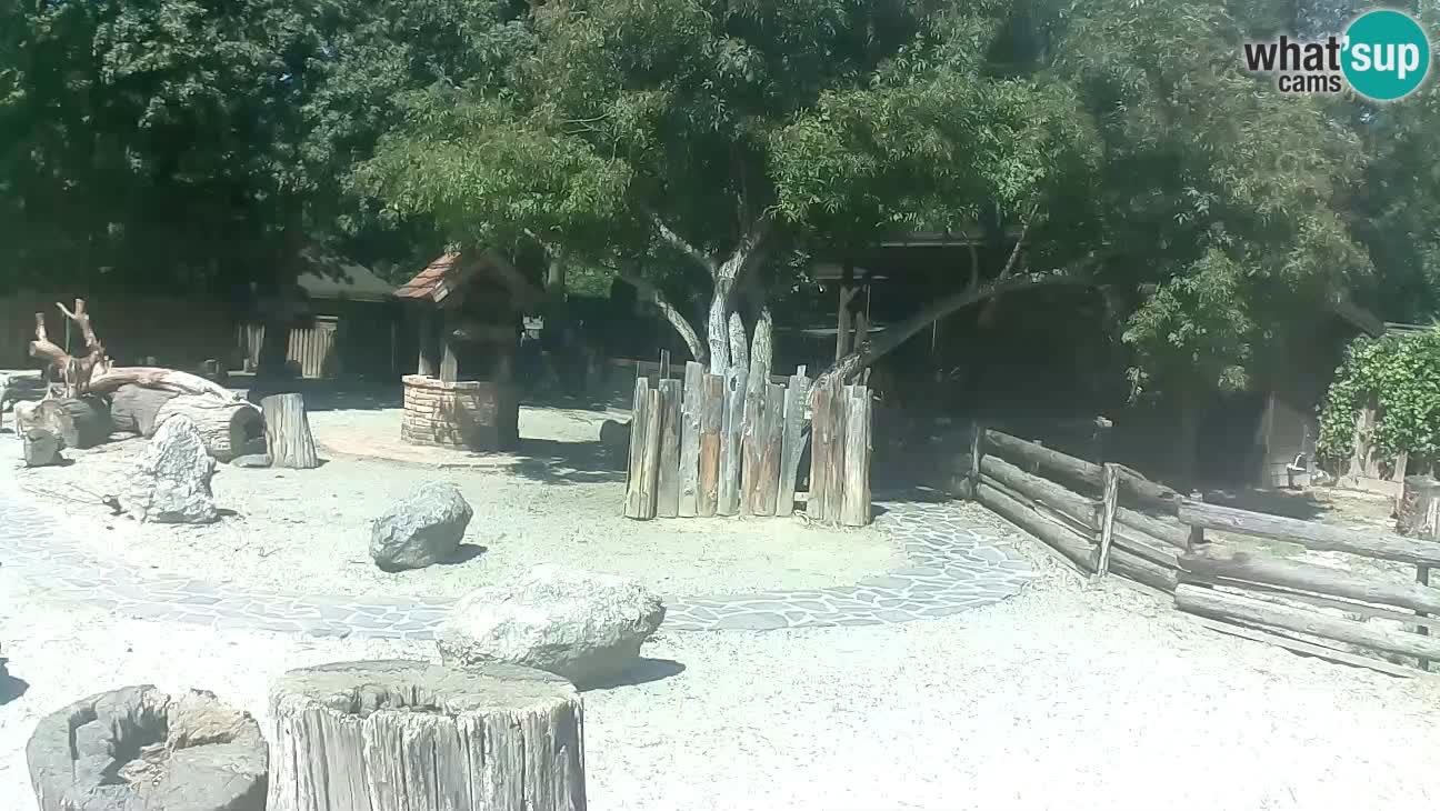 Zoo Zagreb – Cebo dai cornetti