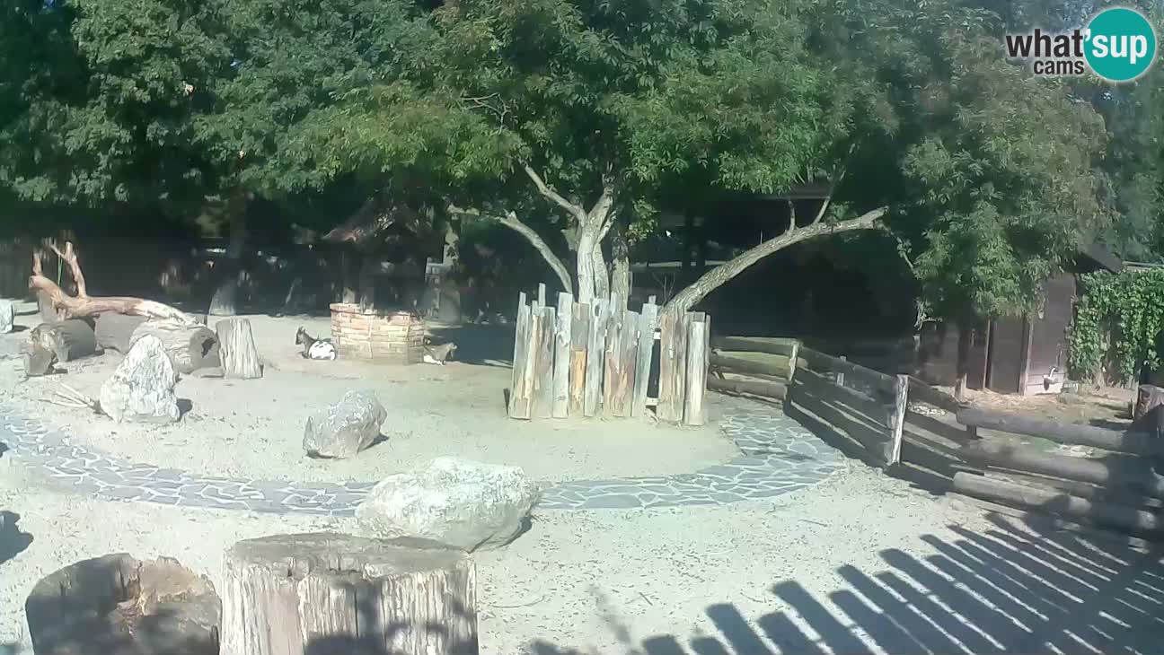 Zoo Zagreb – Haubenkapuziner
