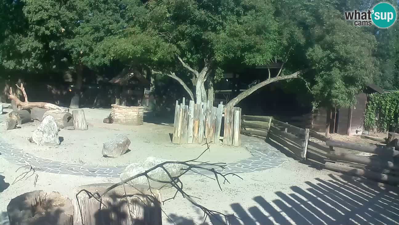 Zoo Zagreb – Brown Capuchin