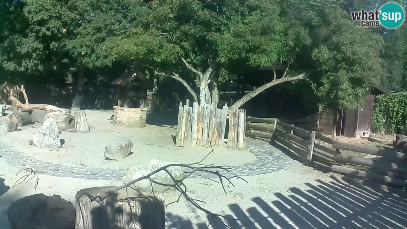 Zoo Zagreb – Brown Capuchin
