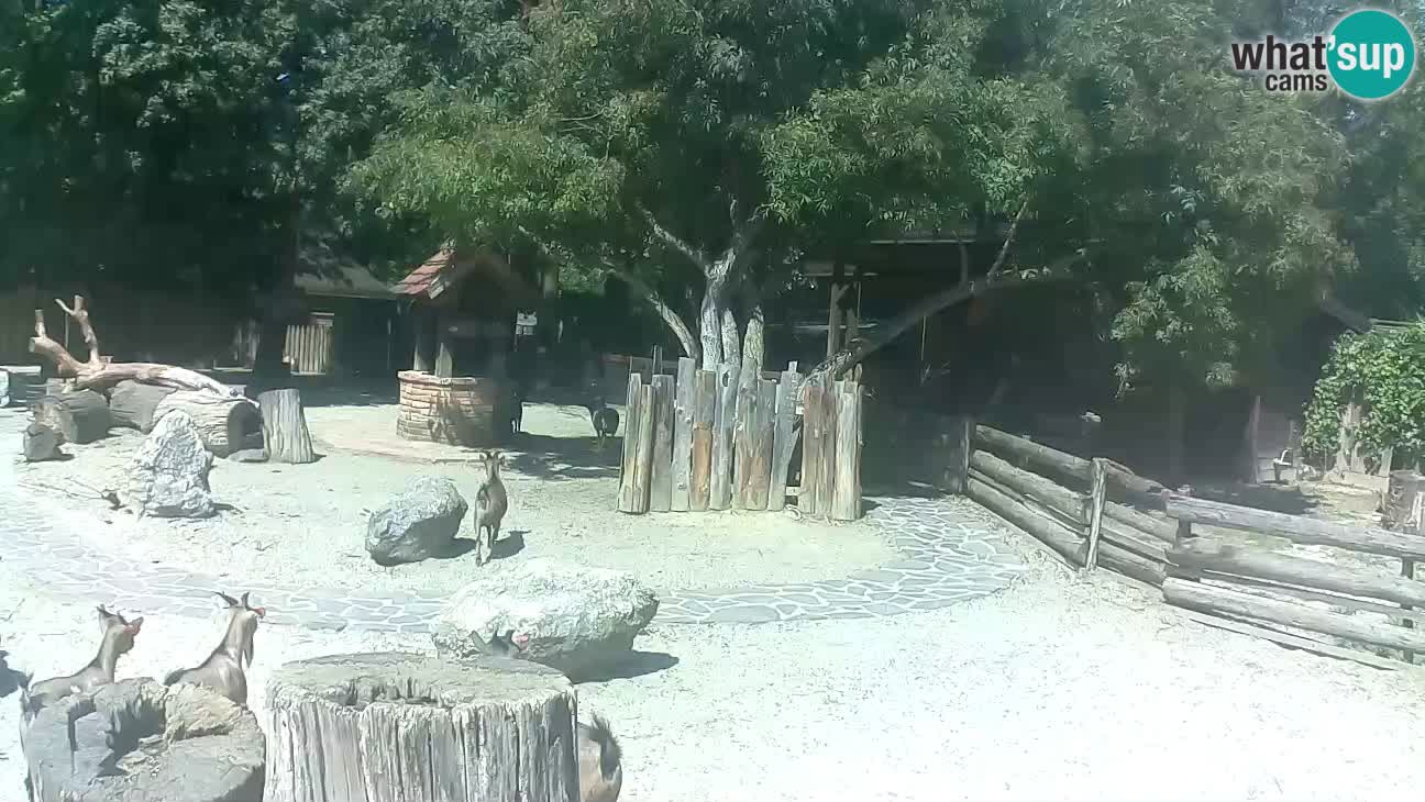 Zoo Zagreb – Cebus apella