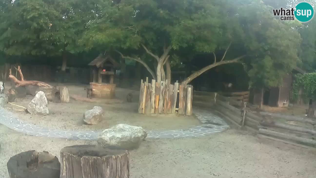 Zoo Zagreb –  Mono maicero