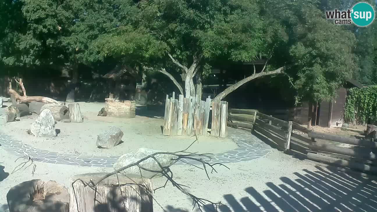 Zoo Zagreb – Brown Capuchin