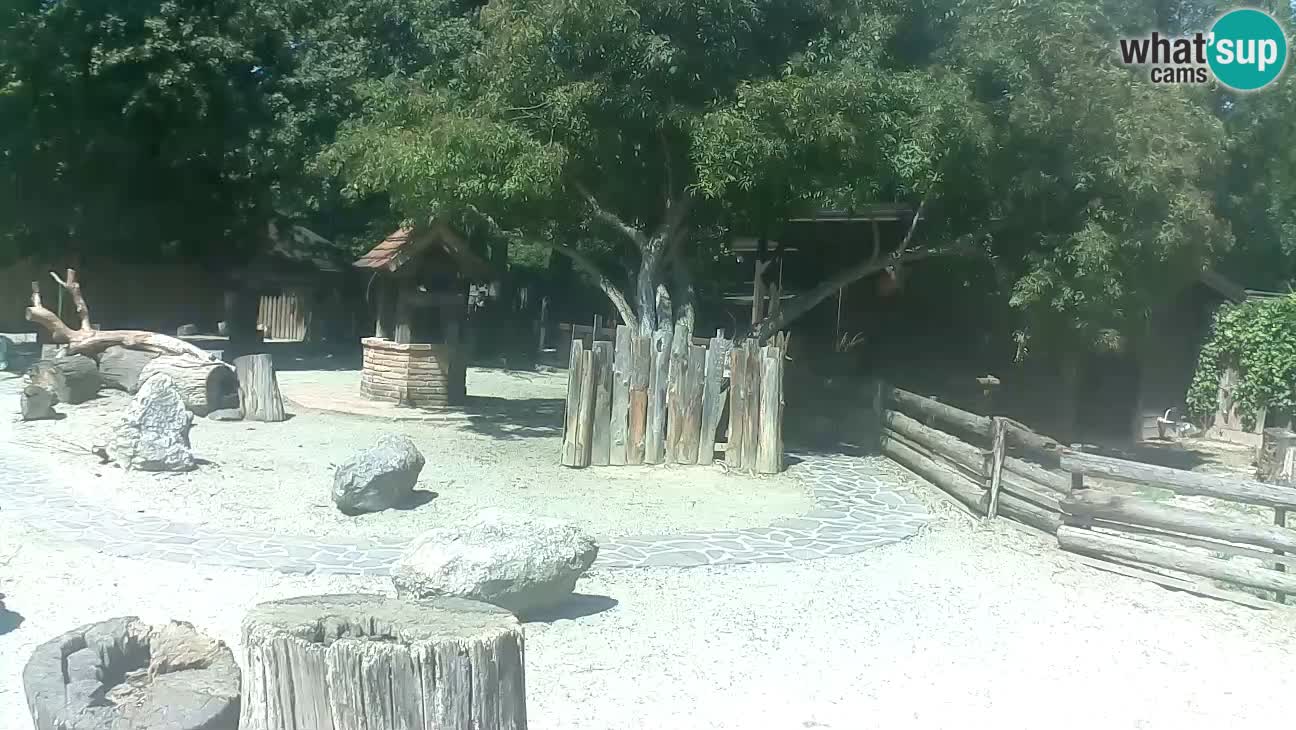 Zoo Zagreb – Brown Capuchin