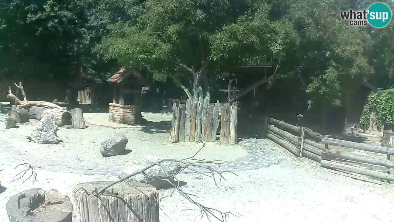 Zoo Zagreb – Brown Capuchin